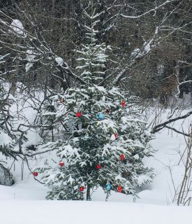 xmas%20tree__275x320.jpg